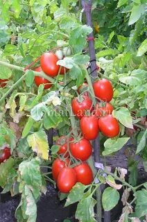 Новичок томаты урожайность