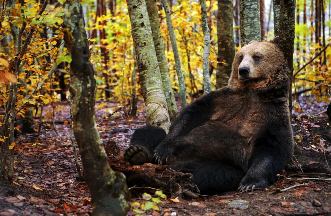 Жизнь медведей в лесу. Бурый медведь Алтай. Бурый медведь Алтайского края. Бурый медведь Алтайского заповедника. Висимский заповедник бурый медведь.