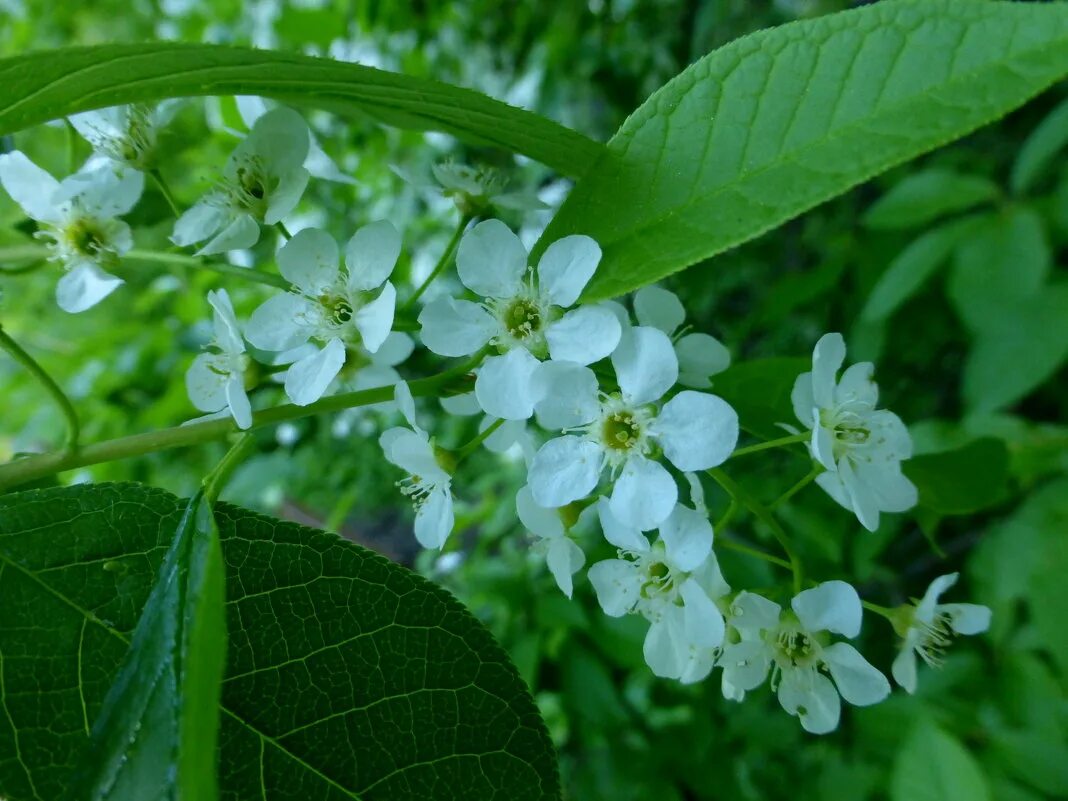 цветы черемухи. кристалл черемуха цветок. черёмуха фото. черёмуха белая. черемуха 3.
