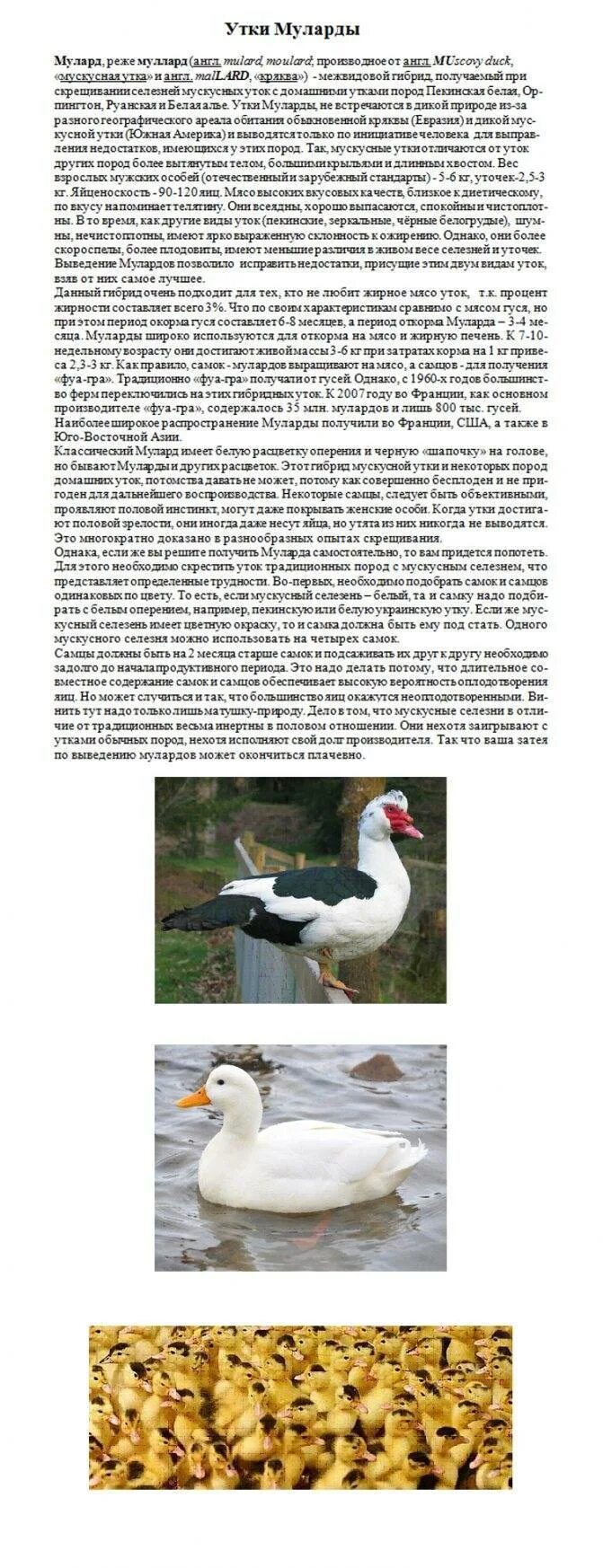 Содержание мулардов