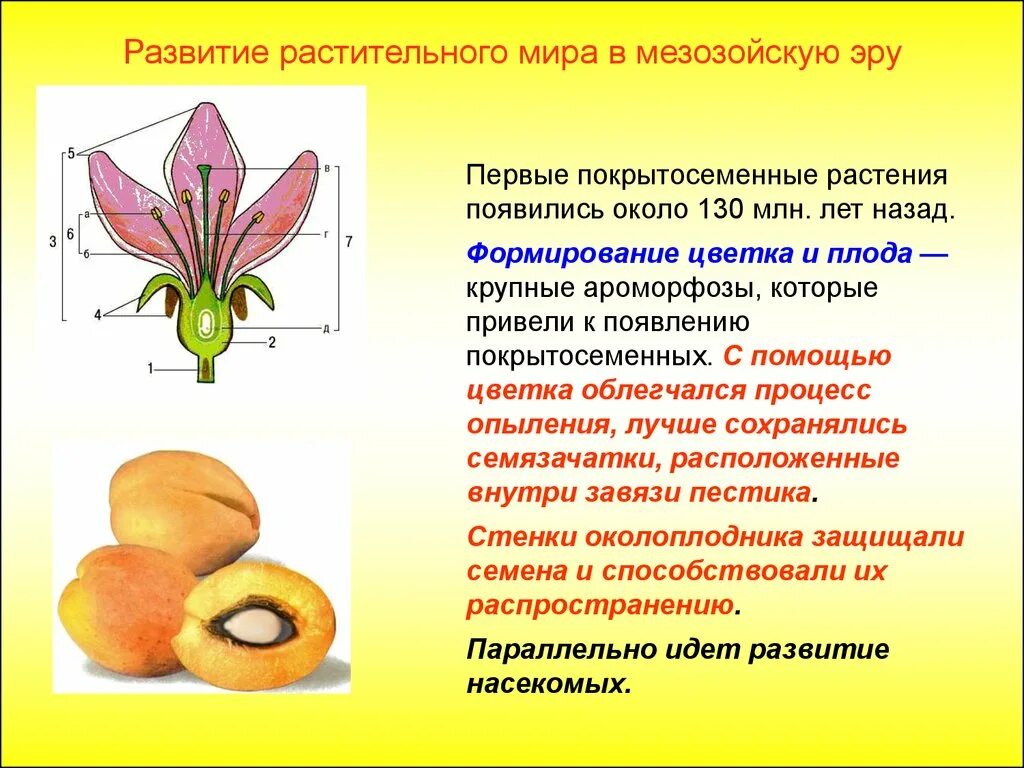 Возникновение цветковых растений. Первые Покрытосеменные. Появление первых цветковых растений. Первые Покрытосеменные растения. В каком периоде появляются растения