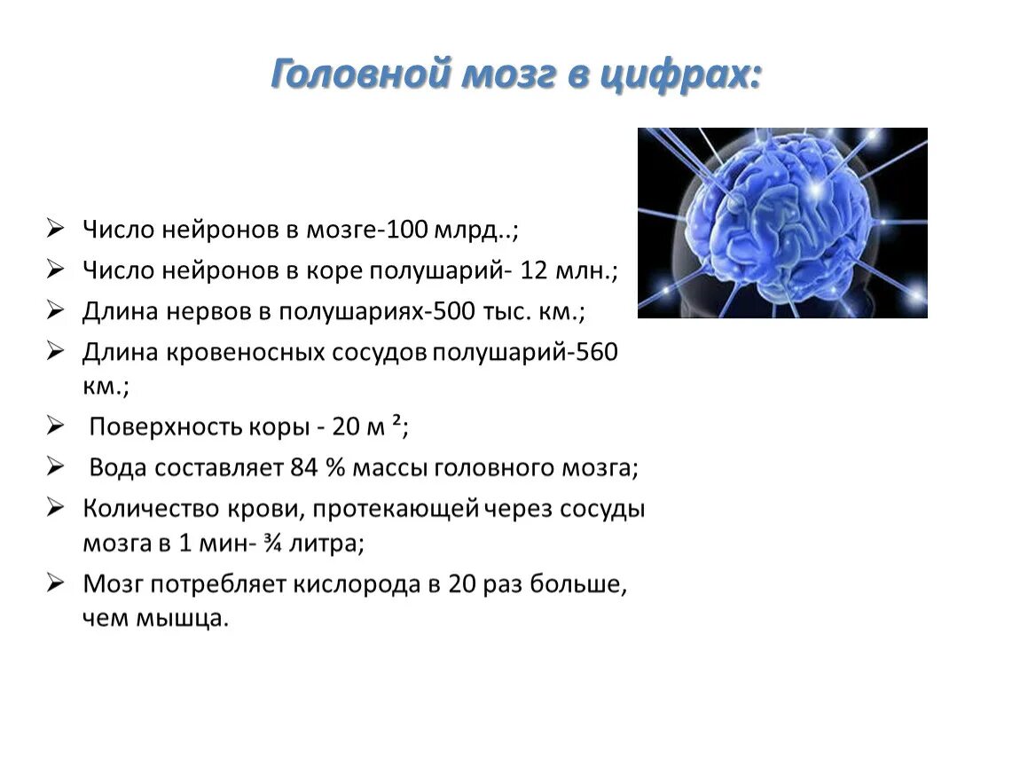 Число нейронов в мозге человека. Сколько нейронов в человеческом мозге. Кол-во нейронов в мозге человека. Число нейронов в коре составляет млрд.