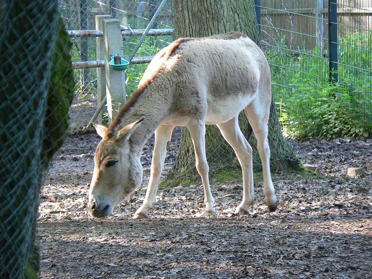 Погода в кулане. Кулан Equus hemionus. Осёл Кулан. Сирийский Кулан. Кулан красная книга.