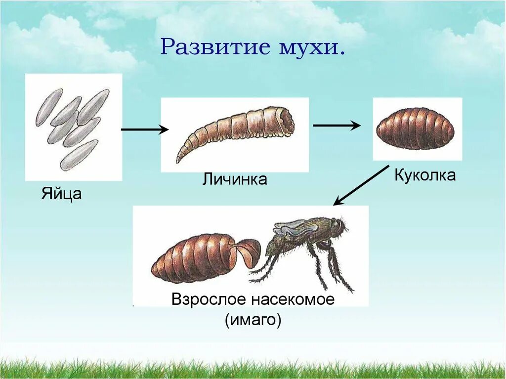 Стадии комнатной мухи. Яйцо личинка личинка Имаго. Яйцо личинка куколка Муха. Яйцо личинка куколка Имаго. Стадии развития яйцо личинка Имаго.