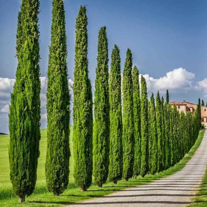 Кипарис что это. Кипарис Cupressus sempervirens. Кипарис итальянский (Cupressus sempervirens). Кипарис вечнозеленый пирамидальный. Кипарис Крымский пирамидальный.