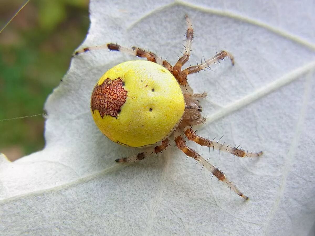 Паук крестовик araneus marmoreus. Крестовик мраморный. Крестовик araneus marmoreus. Паук крестовик самка. Мраморный крестовик (araneus marmoreus).