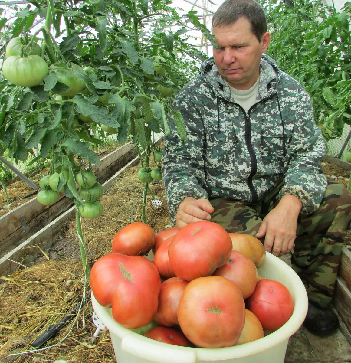 Медведев томатов купить семена. Помидоры в огороде. Сад Медведева томаты.