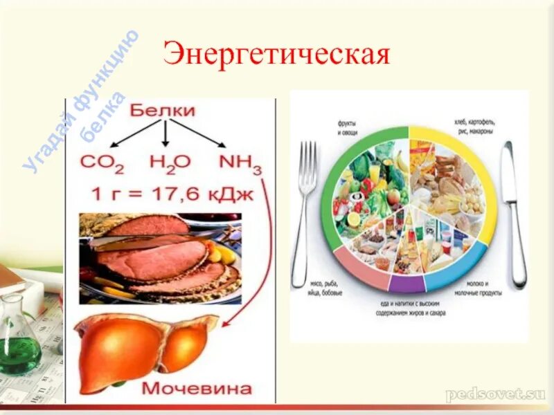 Энергетическая белка. Белки энергетическая функция. Энергетические белки примеры. Энергетическая функция белков примеры. Энергетическая функция белков в организме человека.