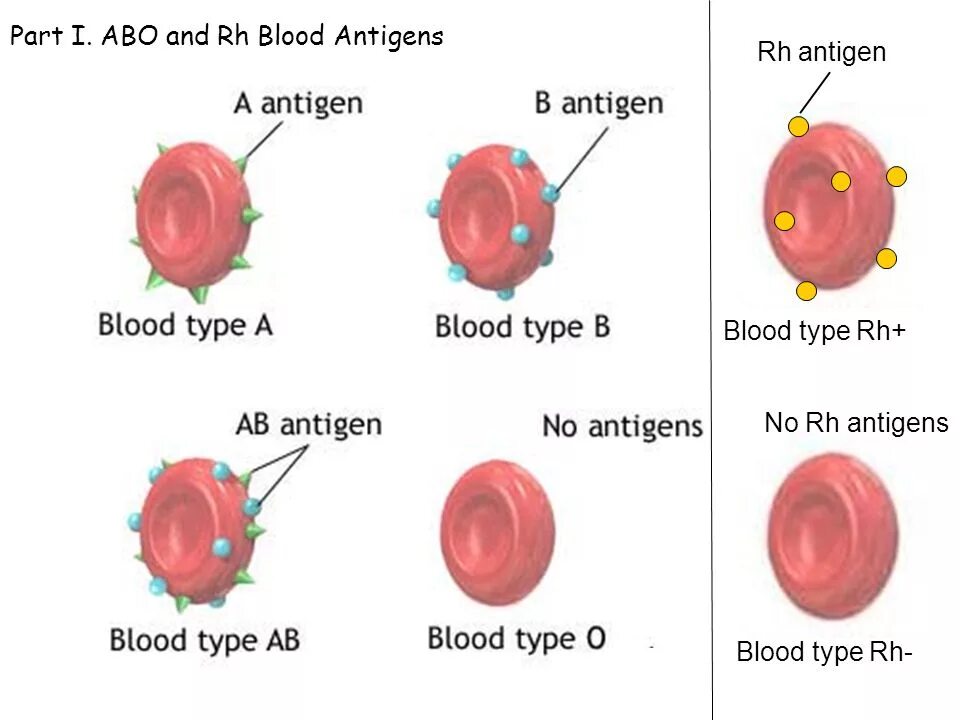 Антигенов резус rh. Rh Blood Type. Антигены групп крови. Резус антигены крови. Келл антиген эритроцитов.