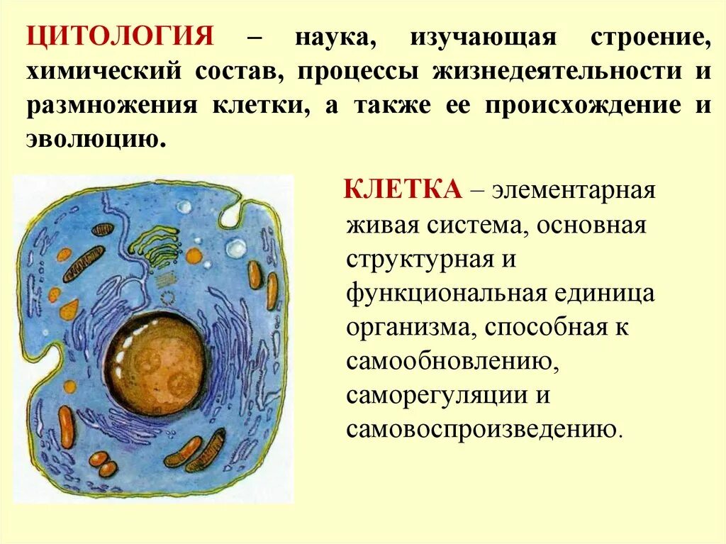 Клетка элементарная Живая система. Клетка ее строение и процессы жизнедеятельности. Клетка элементарная единица организма строение клетки. Процесс размножения клетки. Какая наука изучает рост клетки