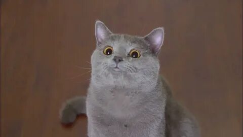 Why did the second cat complain