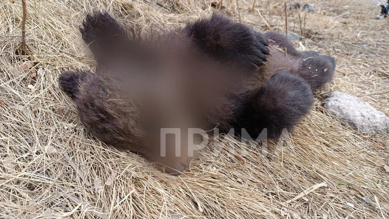 Ужасы Камчатки № 3 ч 3. Фото 18+ Виктор Лосев Дзен