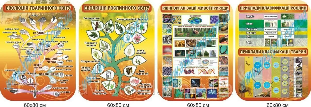 Уровни в standoff. Уровни организации живой природы экосистемный. Скриншот стендов 2. Уровни организации жизни. Набор стендов в класс.