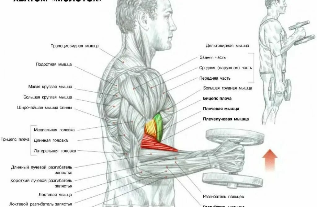 Бицепс дома с гантелями. Упражнения для рук с гантелями на бицепс и трицепс. Упражнения с гантелями для бицепса для мужчин схема упражнений. Схема прокачки рук гантелями. Схема накачки трицепса.