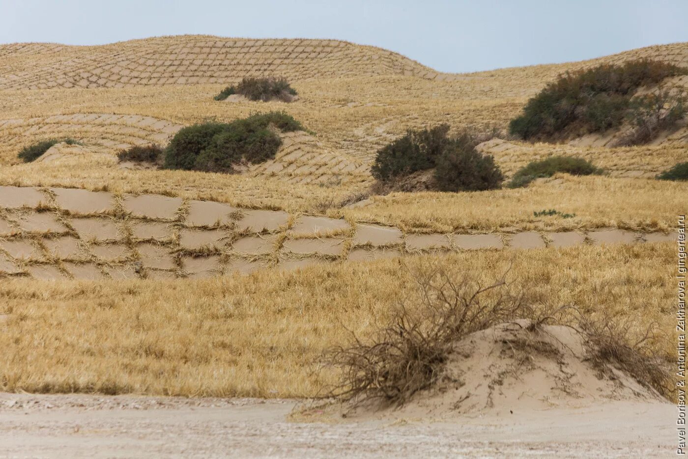 Шелюгование песков. Методы борьбы с засухой. Шелюгование песков. Закрепленные пески. Китай такла макан.