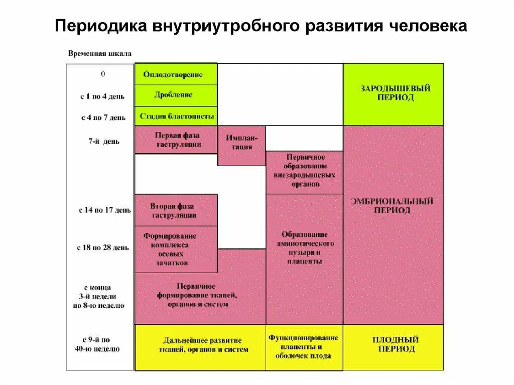 Периодизация внутриутробного развития. Фазы внутриутробного развития человека. Периодизация эмбриогенеза человека. Этапы внутриутробного развития таблица. Особенности внутриутробного развития человека