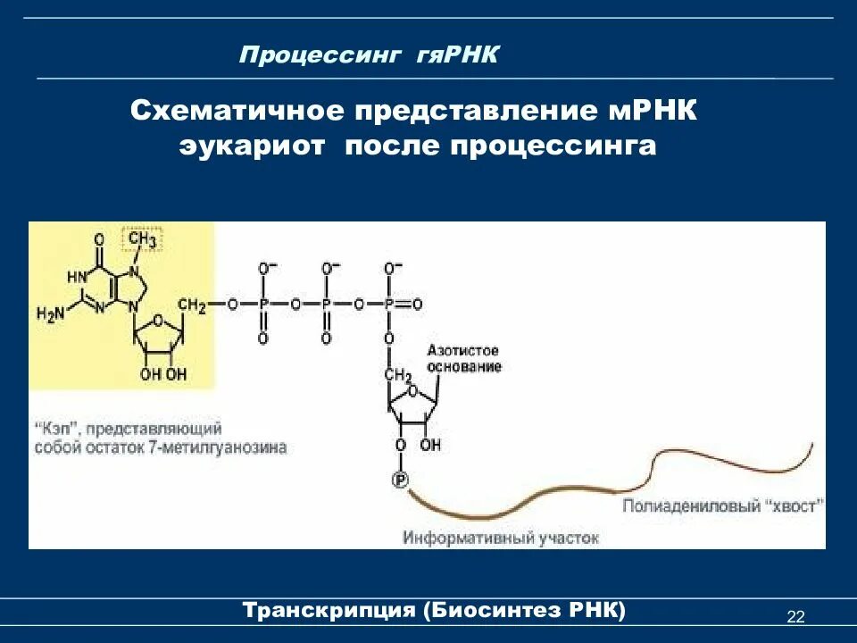 Процессинг РНК биохимия. Процессинг матричной РНК биохимия. Процессинг пре-МРНК У эукариот. Биосинтез РНК транскрипция. Процессинг синтез