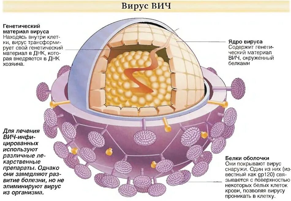 Сколько клеток покрыто. Вирус иммунодефицита человека. Вирус ВИЧ. ВИЧ вирус иммунодефицита человека. Структура вируса СПИД.