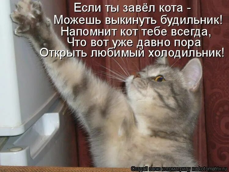 Открывай мне дверь давно пришла я. Прикольные коты с надписями. Смешные коты с надписями. Смешные картинки с котиками и надписями. Прикольные котята с надписями.