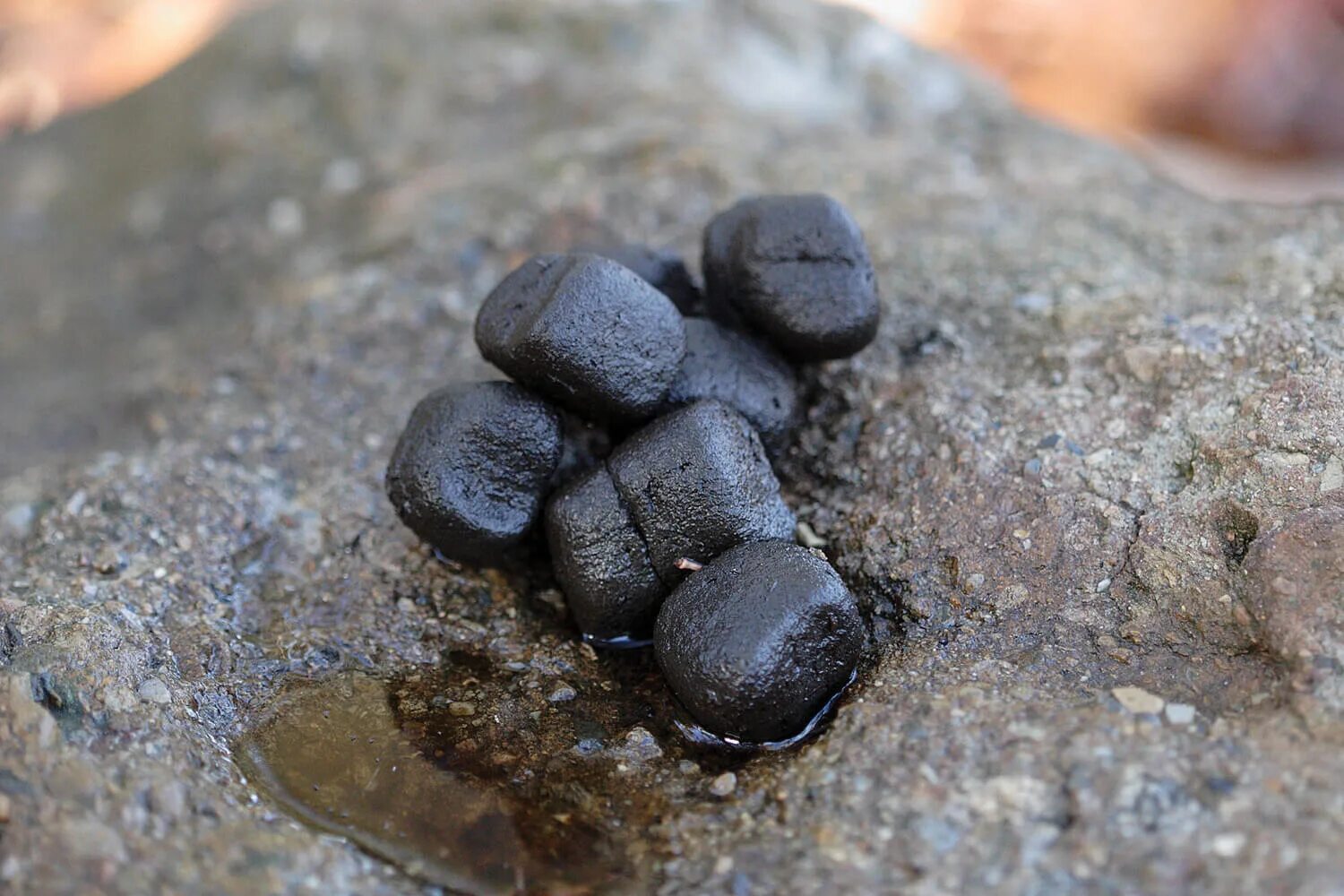 Какашки животных. Помет косули помет лося. Вомбат помет кубиками. Какашки животных. Экскременты дикого кабана.