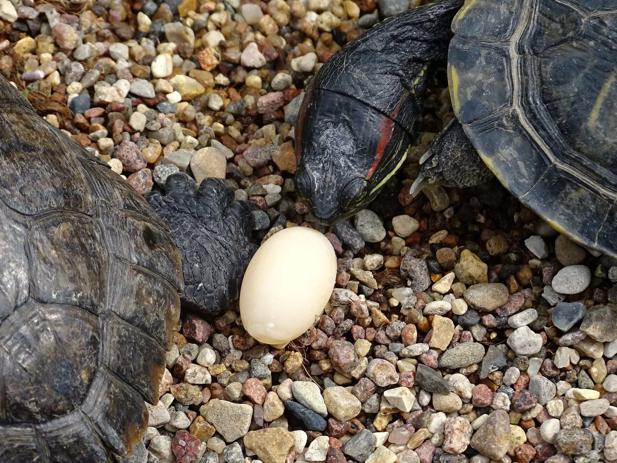 Красноухая черепаха откладывает яйца. Яйца красноухой черепахи. Яйца краснухой черепах. Черепашьи яйца красноухие черепахи. Гнездо красноухой черепахи.