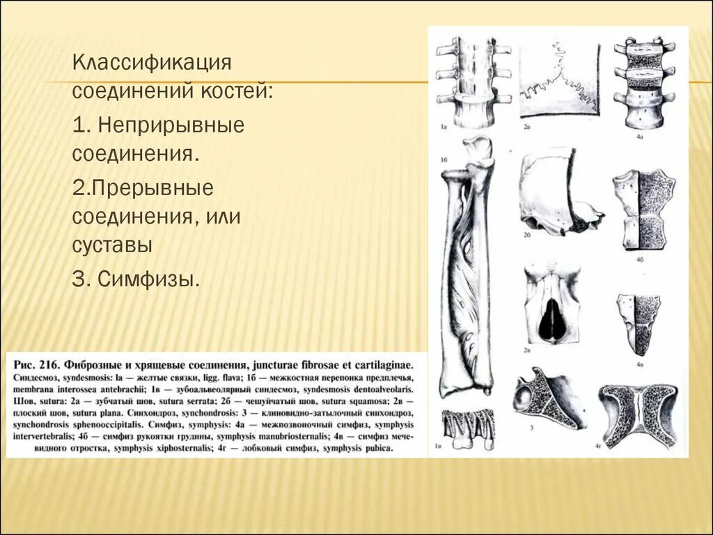 1 Классификация соединений костей. Классификация соединений костей скелета. Артрология классификация соединения костей. Классификация прерывных соединений костей.