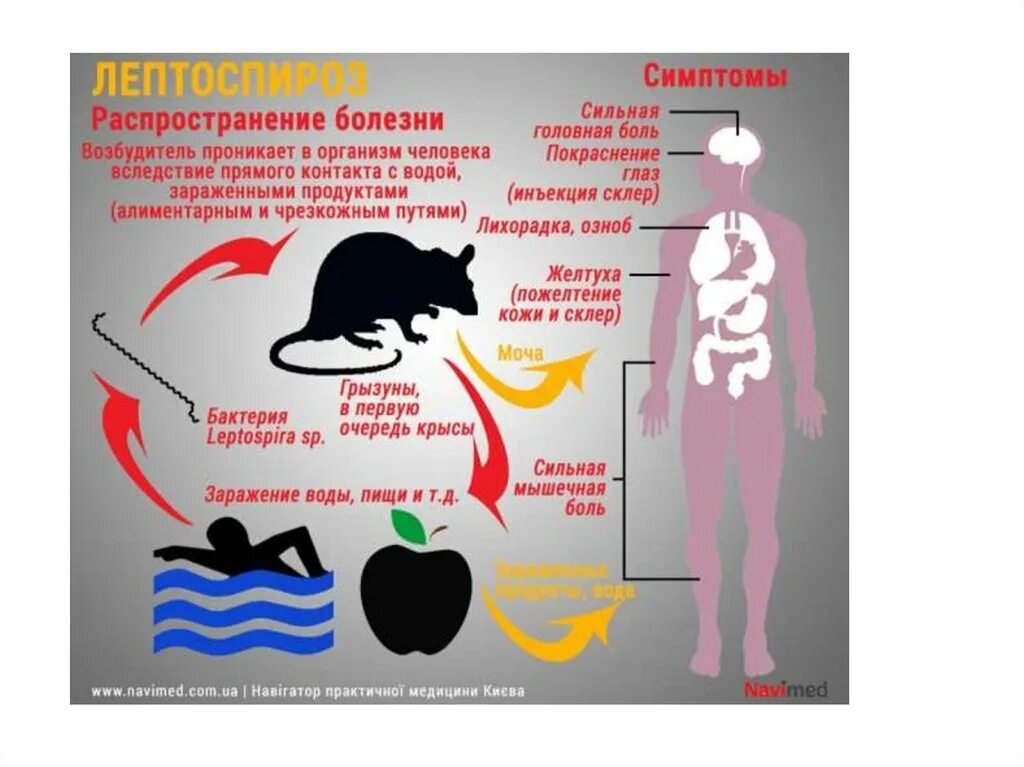 Лептоспироз это что за болезнь. Клинические проявления лептоспироза. Профилактика лептоспироза у человека. Лептоспироз презентация. Лептоспироз у человека симптомы.