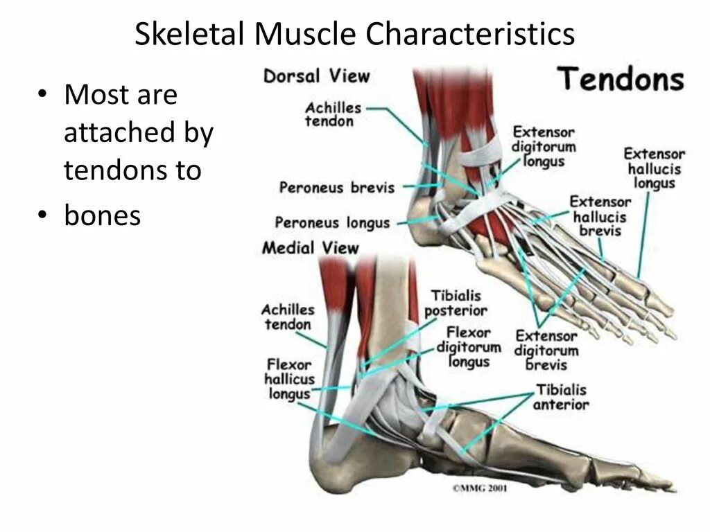 Foot parts. Extensor digitorum Brevis, peroneus. M extensor Hallucis Brevis. Peroneus Longus and Brevis. Extensor Hallucis Longus мышца.
