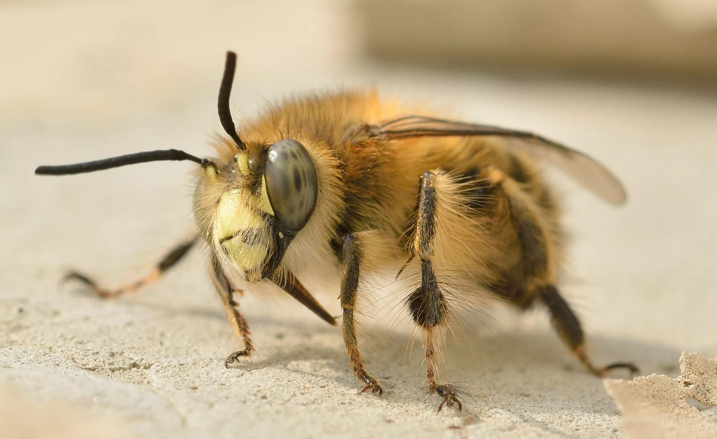 Домашние насекомые пчелы. Hymenoptera Перепончатокрылые. Перепончатокрылые Шмель. Отряд перепончатые: пчелы. Коричневая пчела.