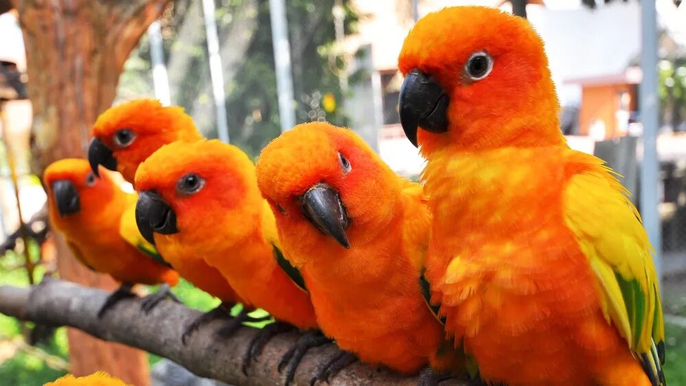 9 попугаев. Лорикет аратинга. Розелла пестрая попугай. Ресторан 9 попугаев в пушкине. Попугай каик.