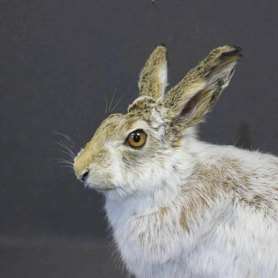 Таксидермия заяц. Таксидермия заяц. Заяц беляк чучело. Чучело зайца. Заяц беляк чучело.