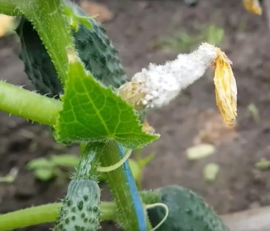 Белая гниль (склеротиниоз) огурцов. Белая гниль огурца Sclerotinia sclerotiorum. Серая гниль на огурцах. Склеротиниоз огурца.