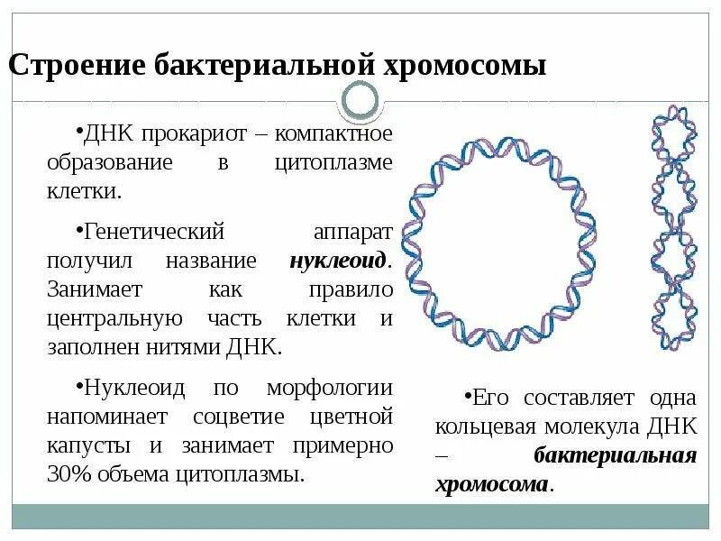 Мелкие кольцевые молекулы днк в бактериальной клетке. Строение хромосомы. хромосомы бактерий. хромосома бактериальной клетки. функции хромосомы в бактериальной клетке.