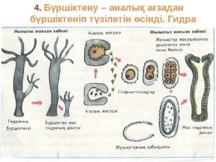 Жігіттердің алғаш рет жыныстық қатынасқа түсуі