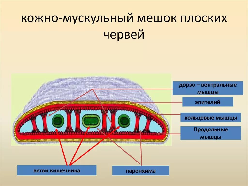 Состоят из 1 слоя клеток. Кожно-мускульный мешок у плоских червей. Слои мышц у плоских червей. Кожно мускульный мешок червей. Строение кожно мускульный мешок плоского червя.