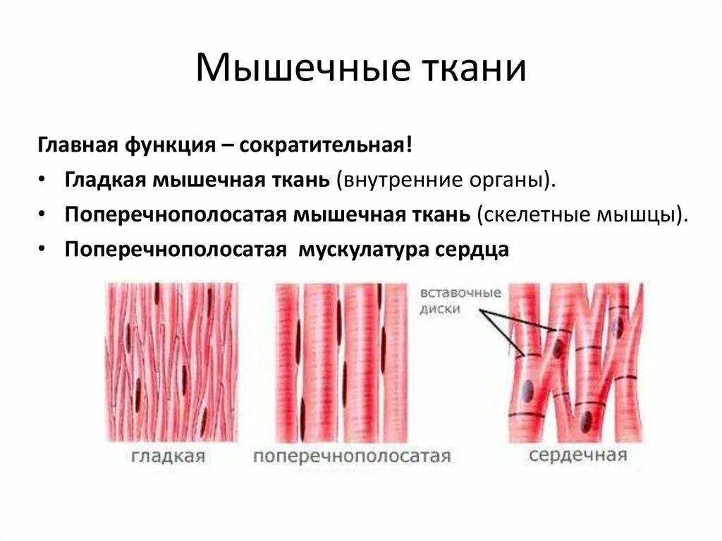 Мышечная ткань характеризуется. Гладкая мышечная ткань вид ткани. Типы и виды мышечной ткани. Виды мышечной ткани человека. Мышечная ткань строение рисунок.