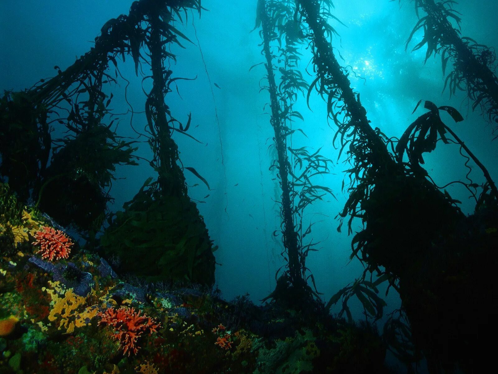 Темные водоросли. Морские глубины. Дно океана. Океаны. Глубина. Глубины океана подводный мир.