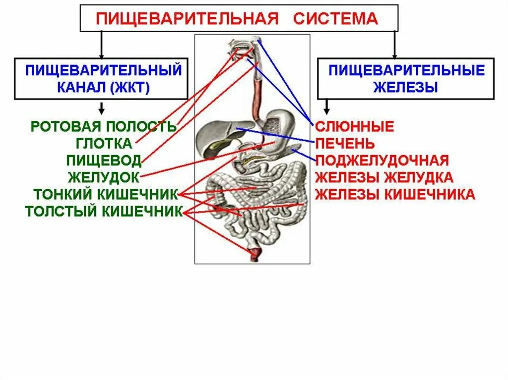 Печень относится к железам. Этапы пищеварения. Этапы пищеварения в ротовой полости. Фазы пищеварительной системы. Этапы пищеварения в полости рта цепочка.