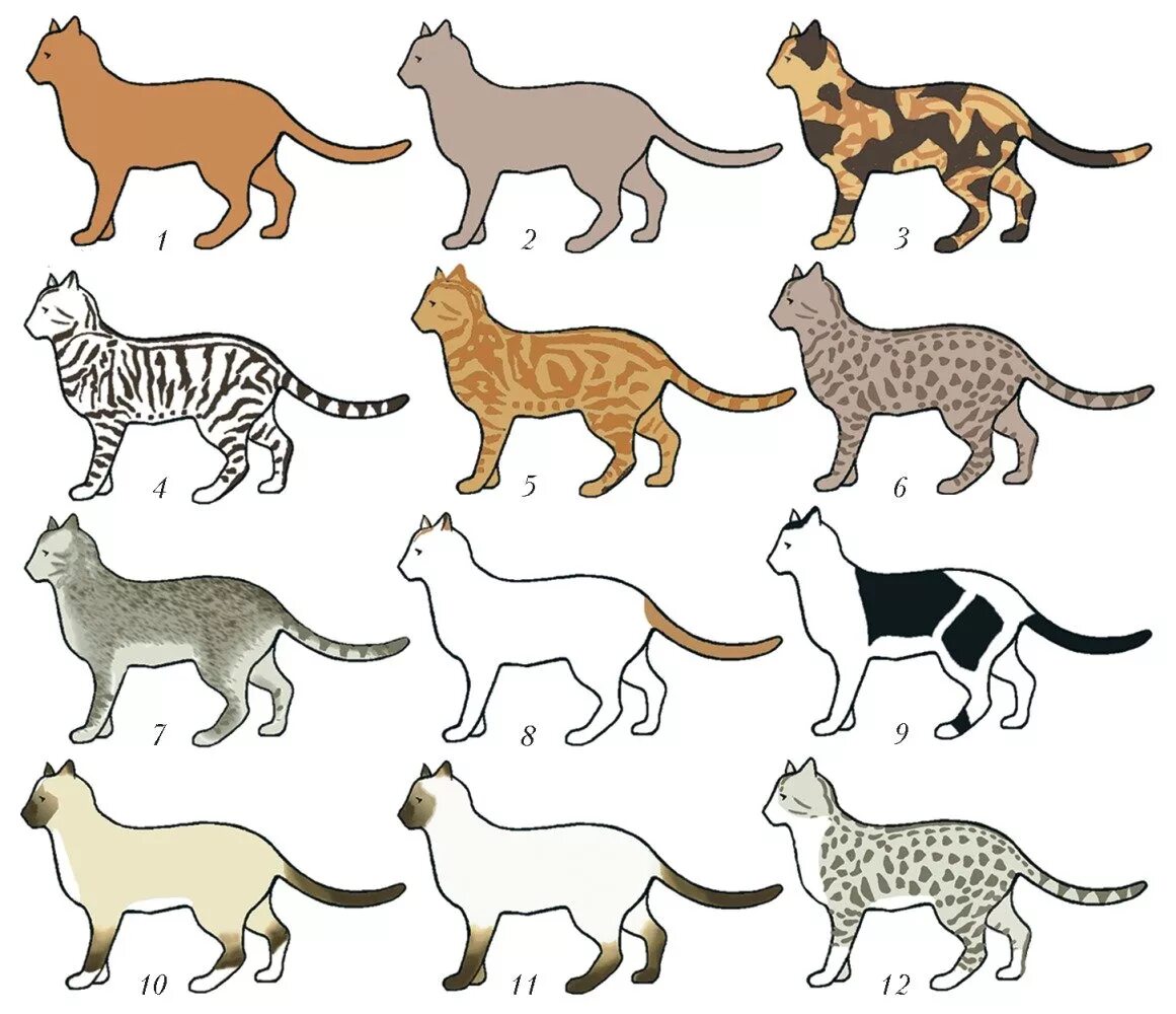 Окрасы кошек. Расцветки шерсти кошек. Разные окраски кошек. Разнообразие пород кошек. Типы окрасов кошек