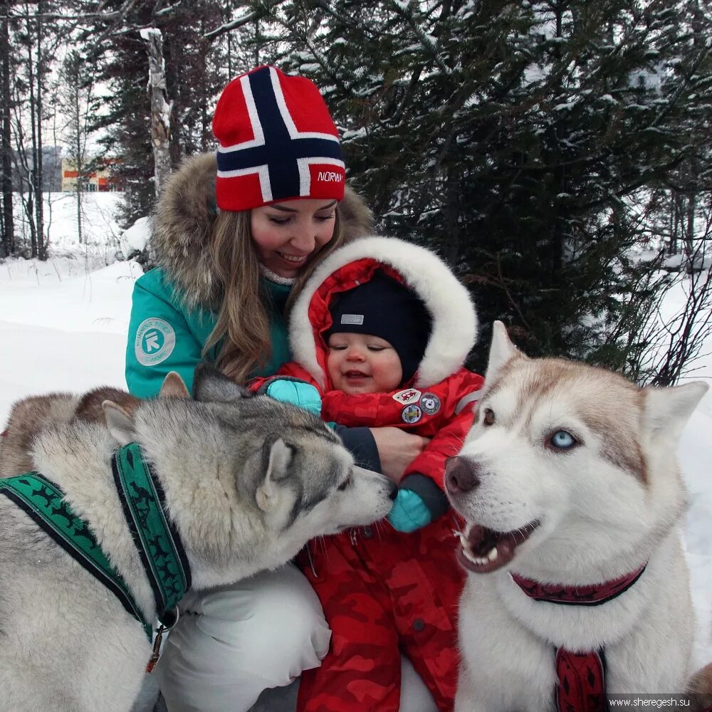 Хаски парк красная поляна. Хаски шерегеш. Хаски шерегеш. Хаски в шерегеше где находятся. Шерегеш хаски хаски.