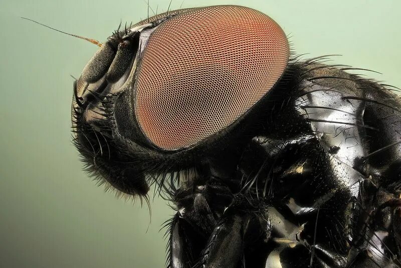 Black flies. Муха мошка. Мошка под микроскопом. Мокрец мошка. Двукрылые мошки.