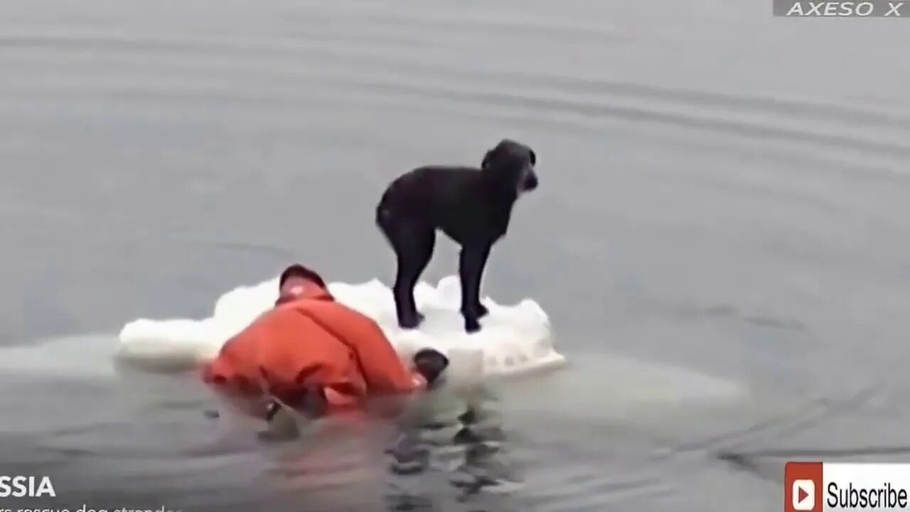 Спасутся люди видео. Собака на льдине. На дрейфующей льдине животное. Животные спасают друг друга. Собака дрейфующая льдина.