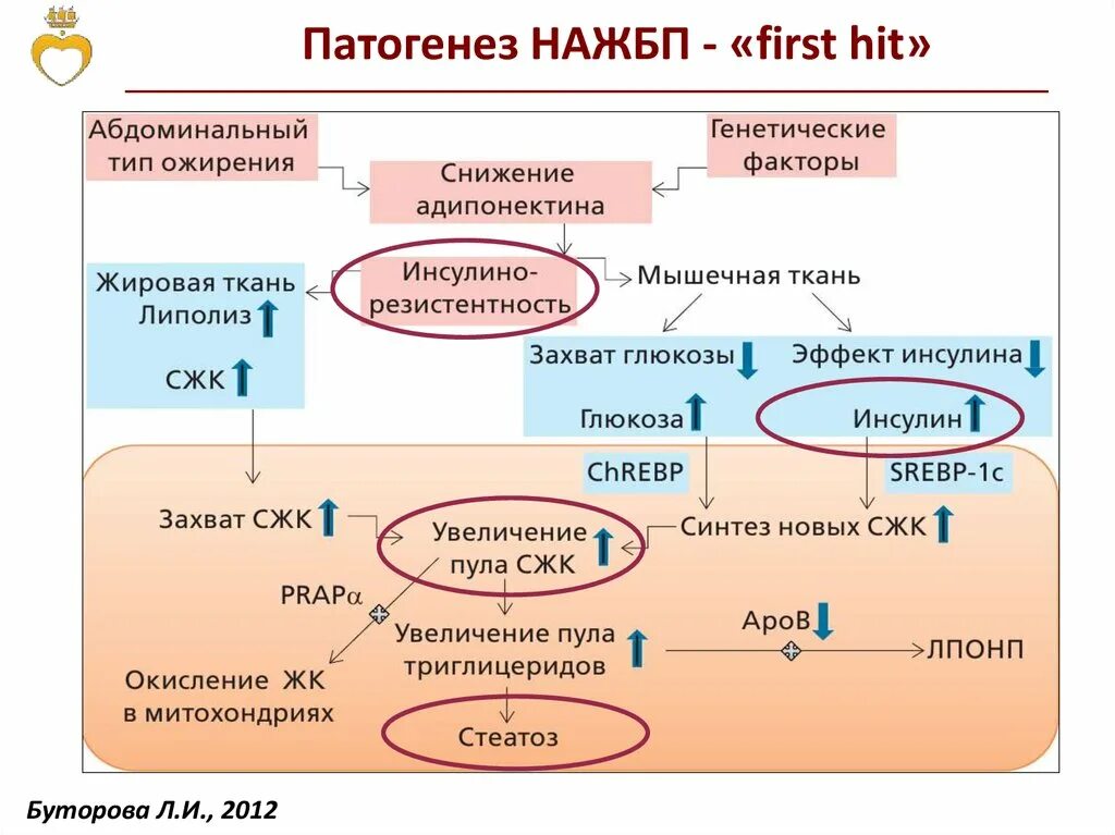 Неалкогольная жировая печень клинические рекомендации. Неалкогольная жировая болезнь печени этиология. Патогенез НАЖБП. НАЖБП этиология. Жировая болезнь печени патогенез.