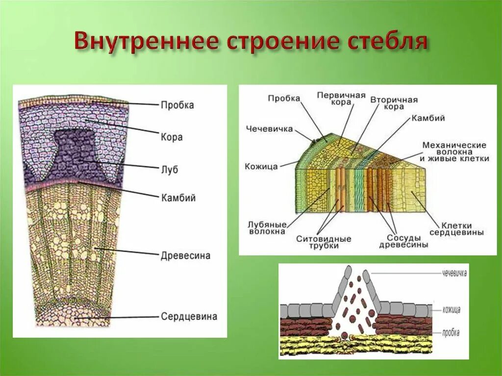 Структуры внутреннего строения стебля. Строение стебля древесина Луб. Схема строения стебля древесного растения. Схема внутреннего строения стебля биология.