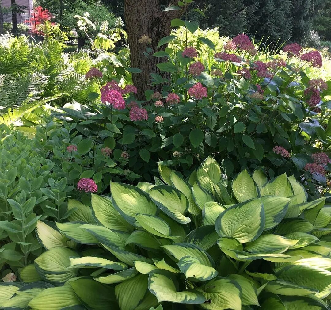 Hydrangea Heaven Hydrangea landscaping, Hosta gardens, Growing hydrangeas