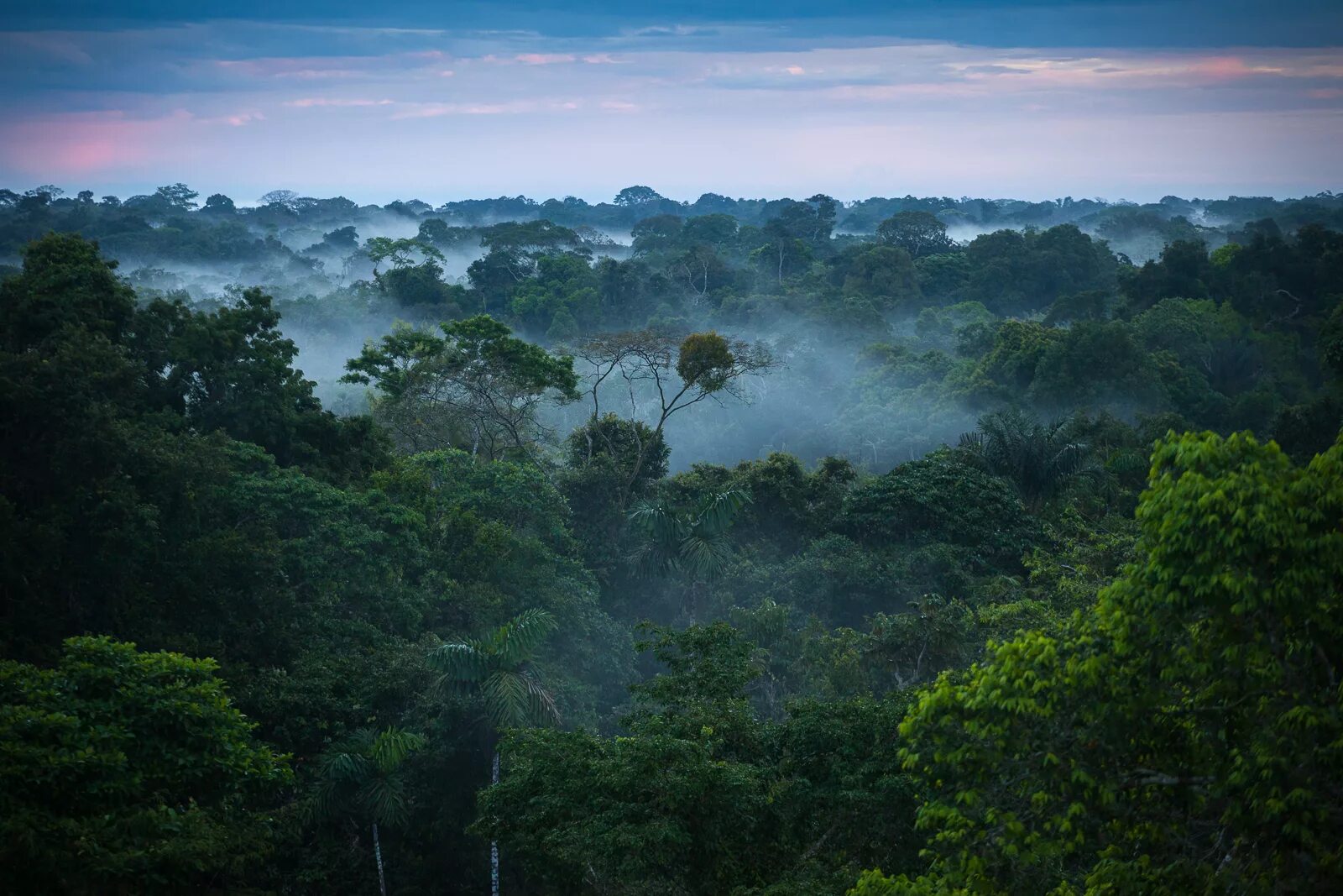 Национальный парк Тортугеро, Коста-Рика. Тропические леса амазонки, Южная Америка. Бразилия тропические леса Сельва. Амазонские джунгли Бразилия.