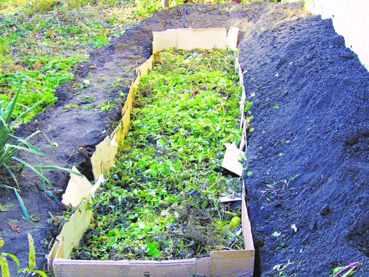 Материал для посадки клубники. Огуречные грядки в открытом грунте. Грядки открытый грунт. Перегной на грядки. Баклажаны на грядке.