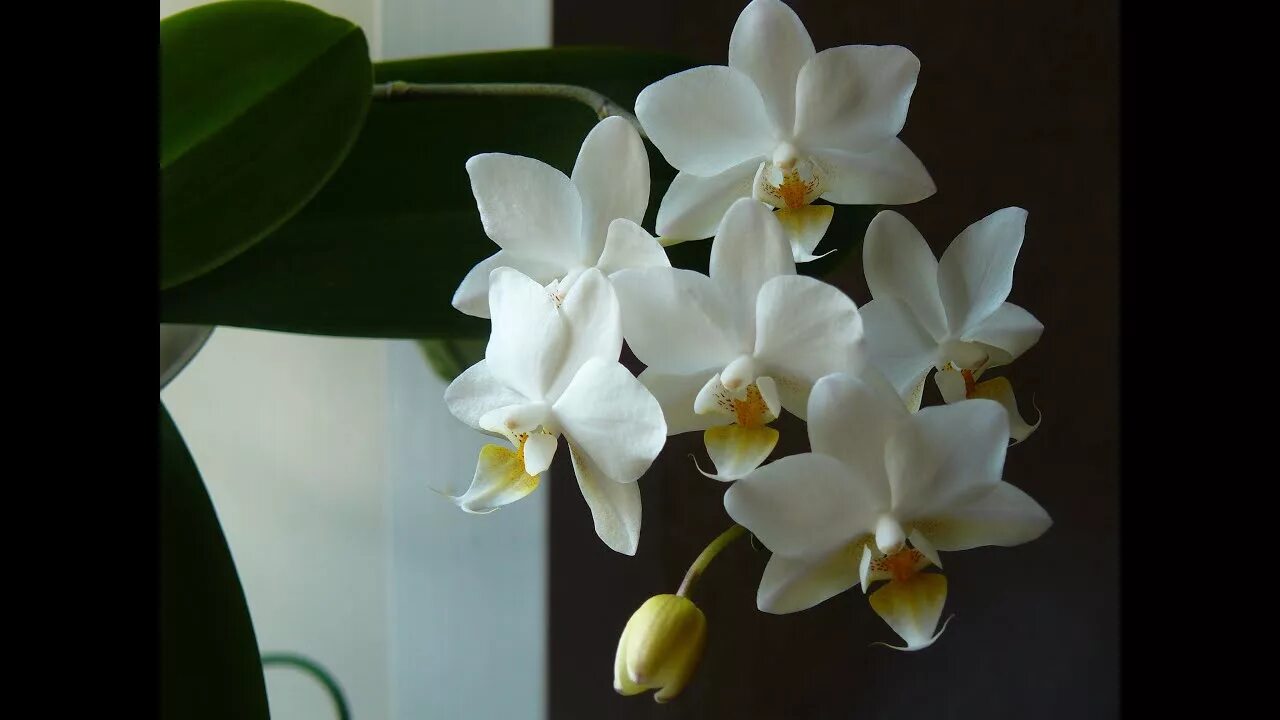 Phalaenopsis hybr 2009-2019 - Страница 139 - Некоммерческая ассоциация любителей