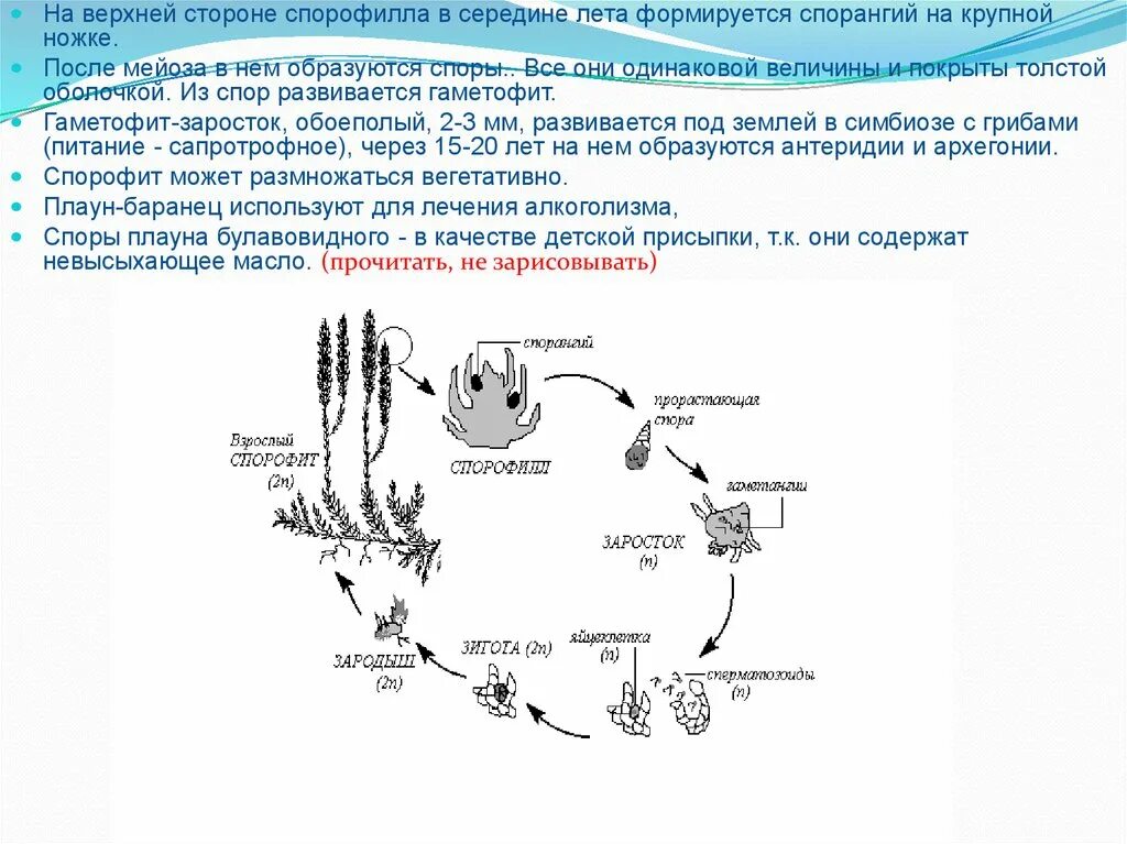 Мейоз хвоща