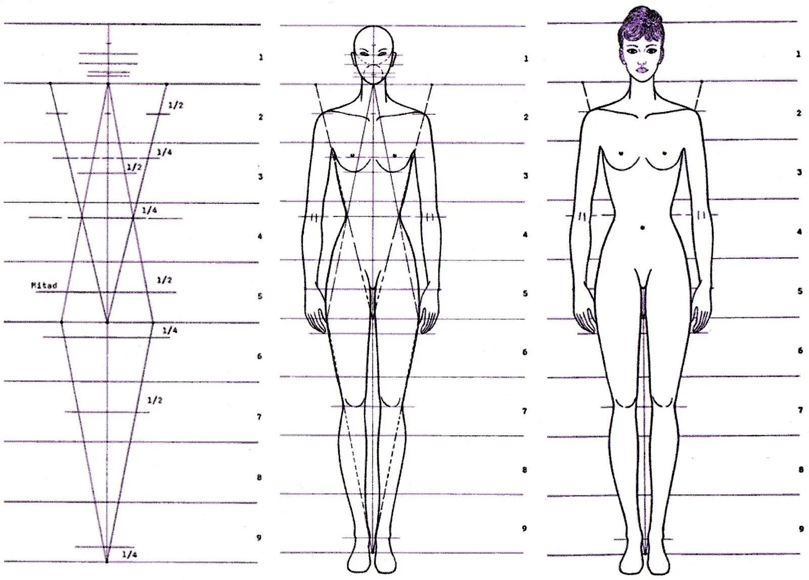 8 частей человека. Пропорции человека для рисования в полный рост. Пропорции женской фигуры для рисования в полный рост. Пропорции человека в полный рост схема. Пропорции человека женщины.
